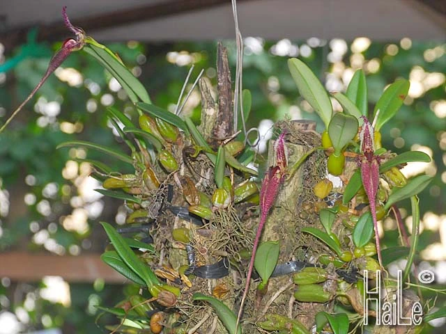 Lan Lọng chuột.webp