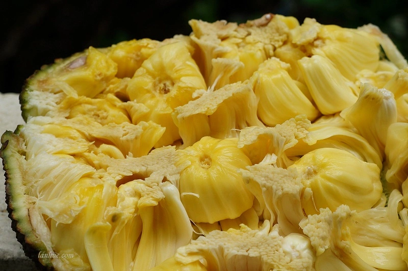 lan_hue_jackfruit.webp