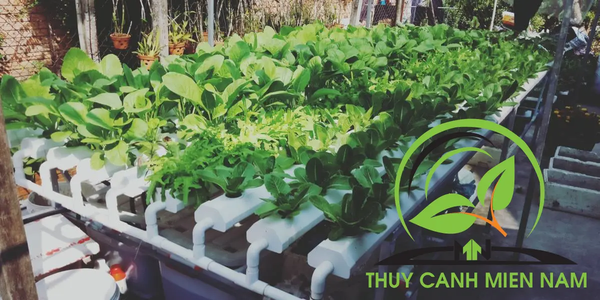 lap-dat-he-thong-trong-rau-thuy-canh-tai-nha (3).webp