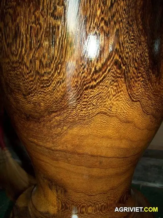 Cây muồng đen - mô hình nông lâm kết hợp