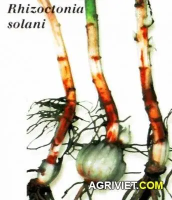 lelierhizoctonia_solani.webp