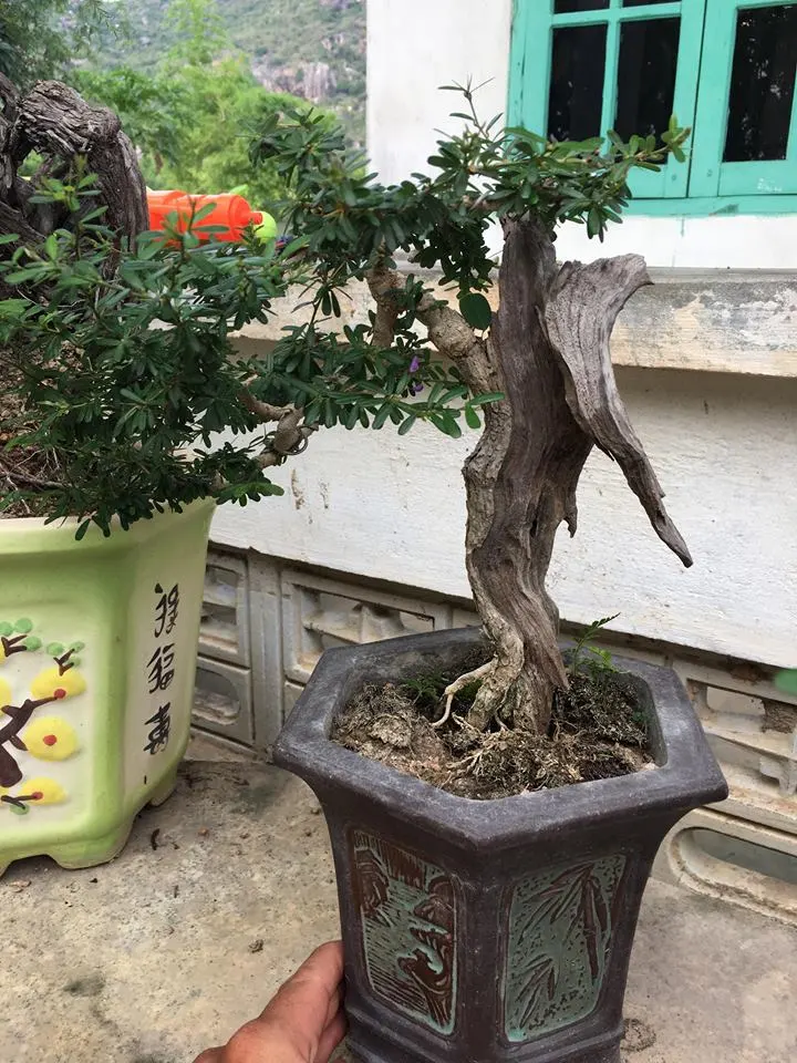 linh sam 2018 1.webp