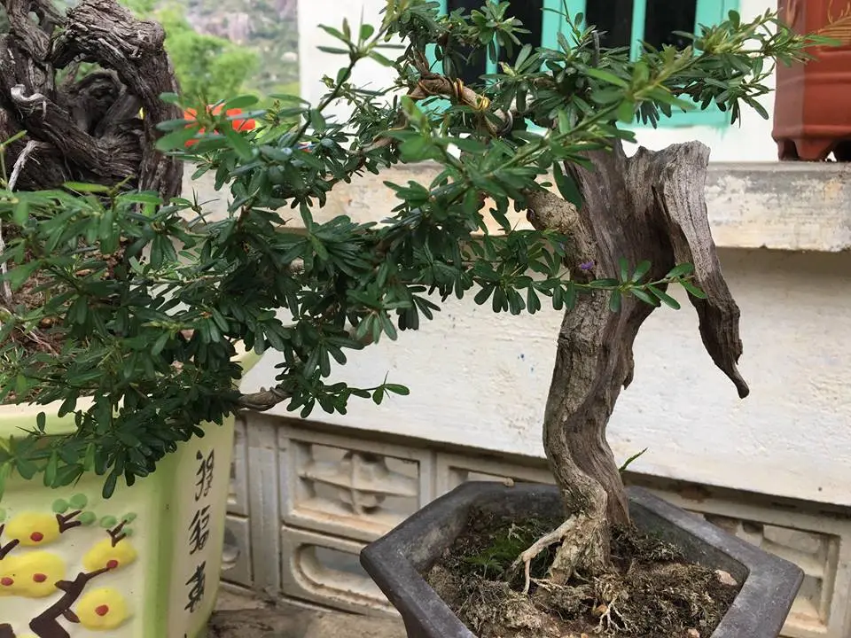 linh sam 2018 2.webp