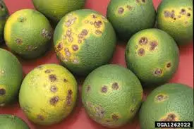 Bệnh Hại Cây Có Múi