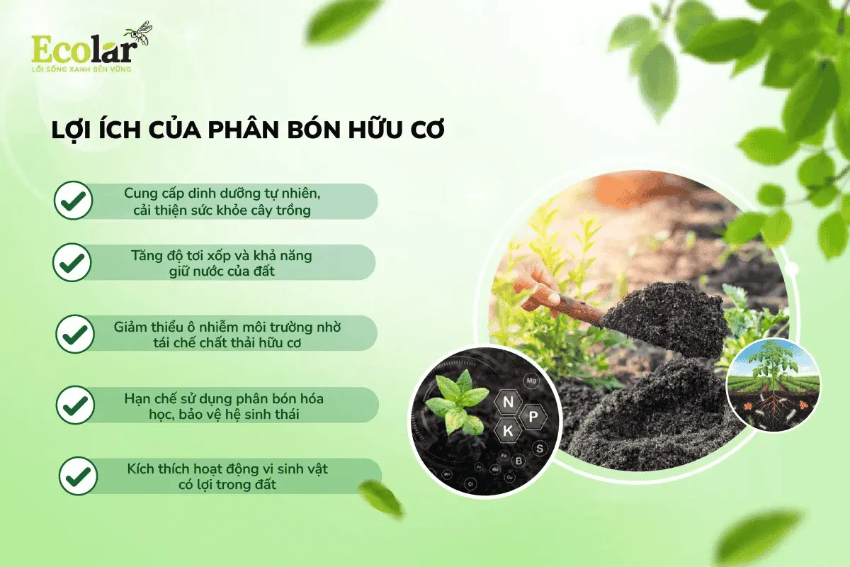 loi-ich-cua-phan-bon-huu-co_b5ab5e6a3be64481a0db8d97d05e93fb (1).webp