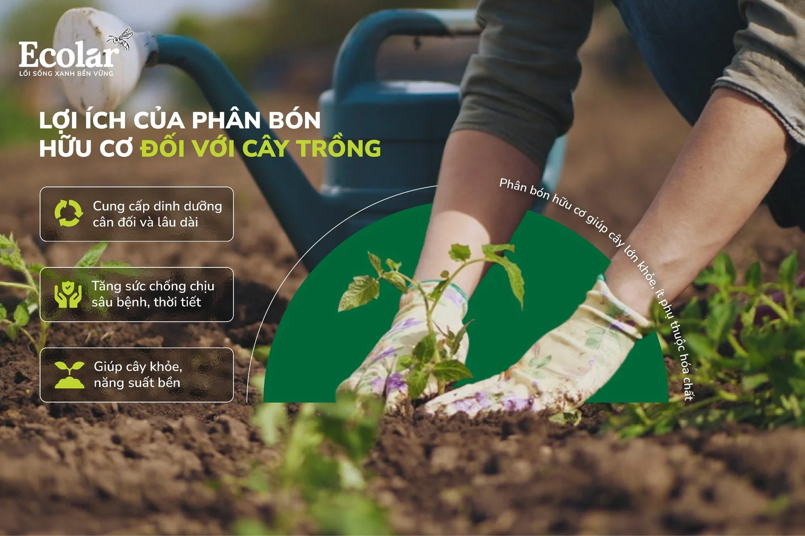 lợi ích với cây trồng.webp