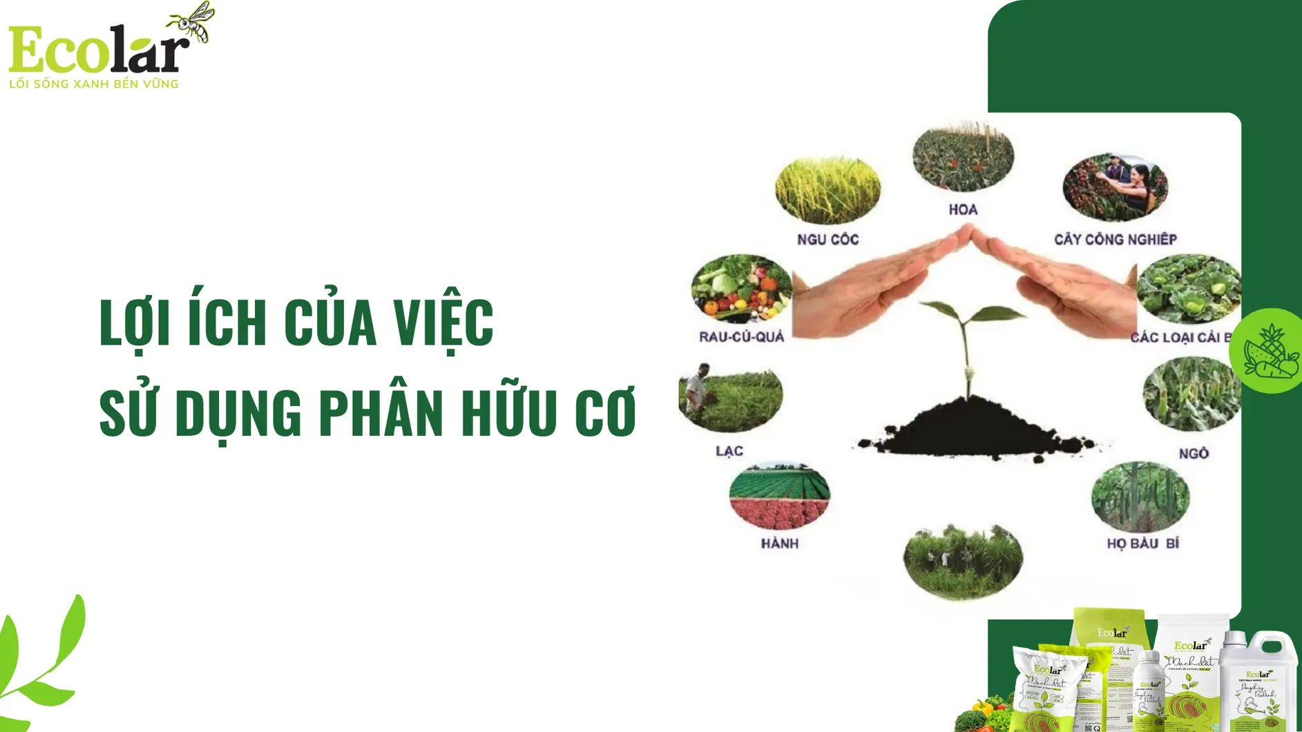 loi_ich_pbhc_eco_be5c868fa70f42f08c1d7b03f5439bb1 (1).webp