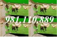 Lưới nhựa  (109).webp