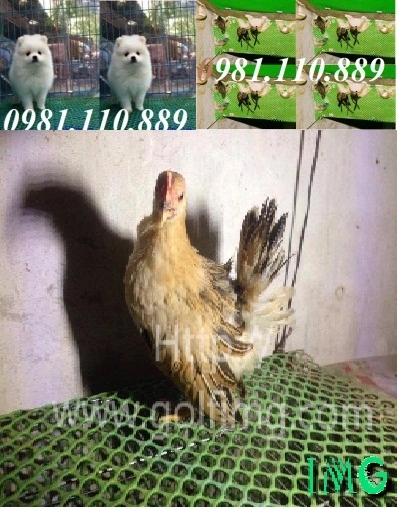 Lưới nhựa  (110).webp