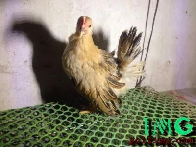 Lưới nhựa  (118).webp