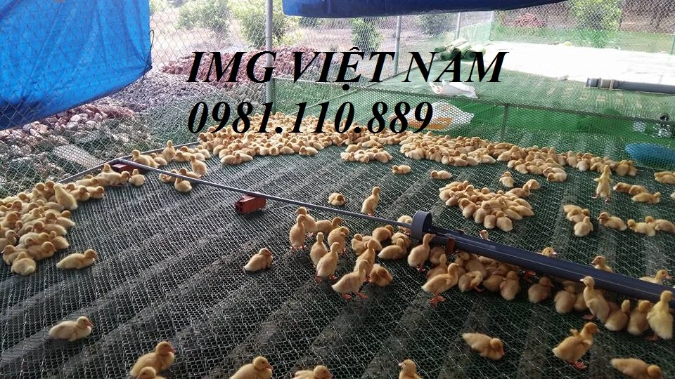 Lưới nhựa  (81).webp