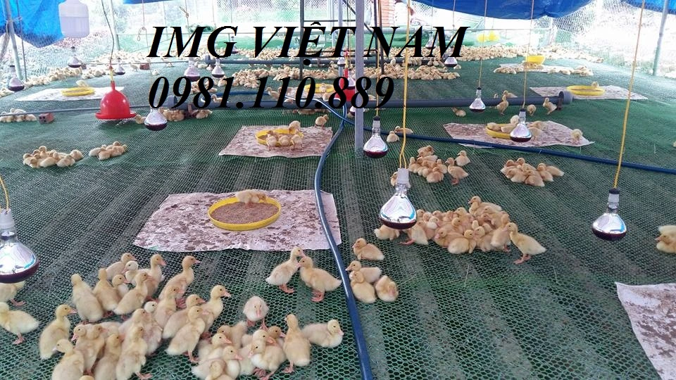 Lưới nhựa  (82).webp