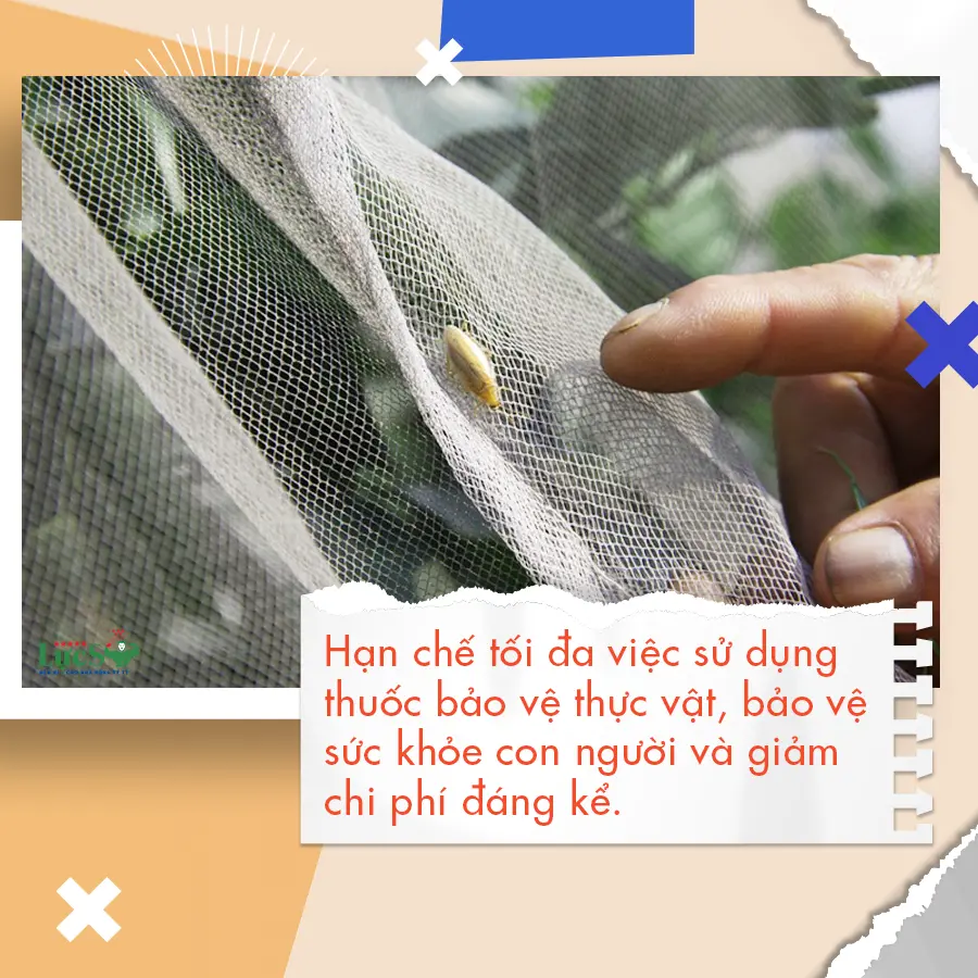 lưới trùm cam 1 copy.webp