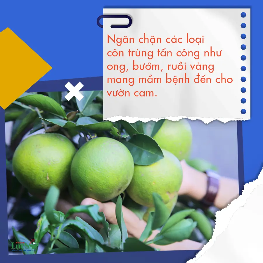 lưới trùm cam 2.webp