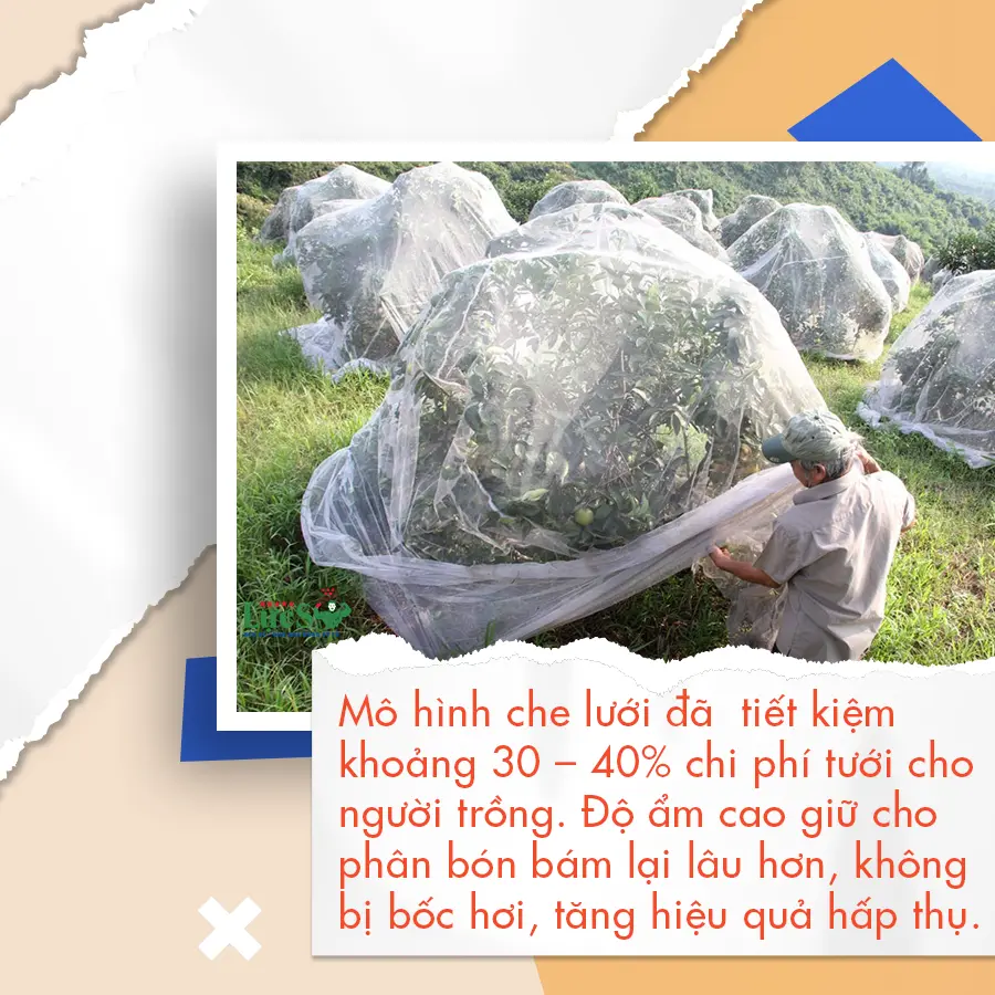 lưới trùm cam 3 copy.webp