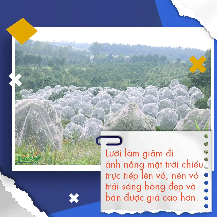 lưới trùm cam 4.webp