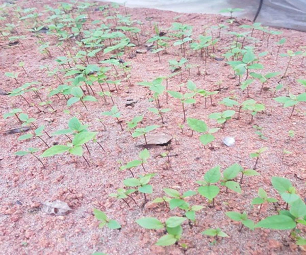 luong gieo hat gu huong.webp