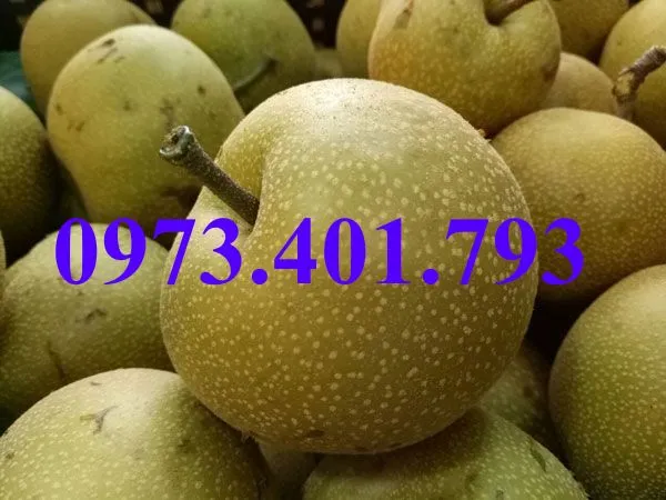 mac cop1_result.webp