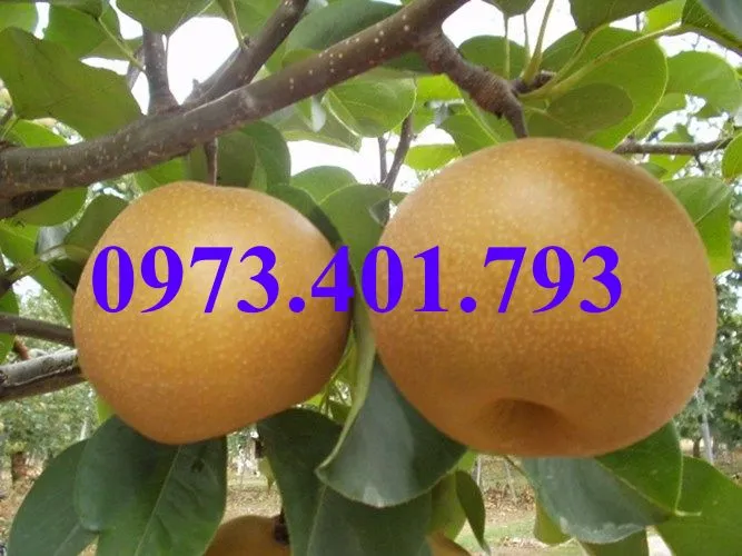 mac cop2_result.webp