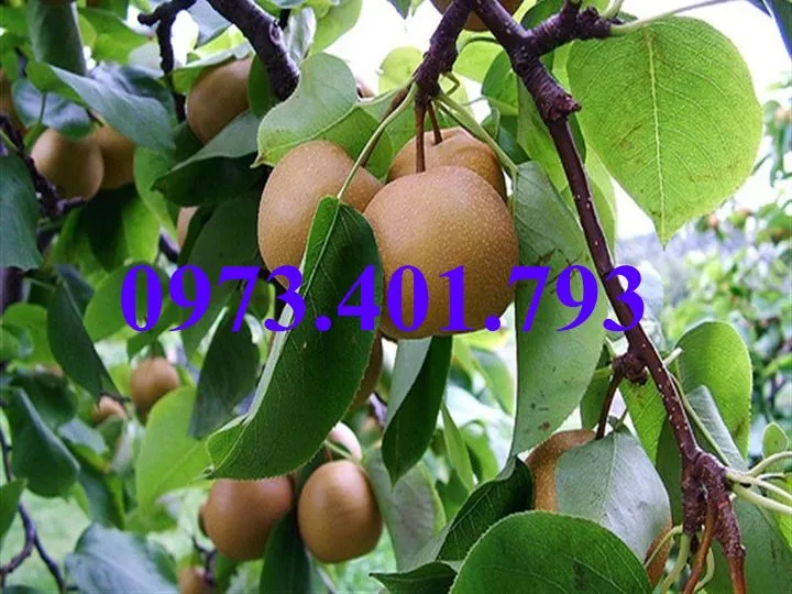 mac cop4_result.webp