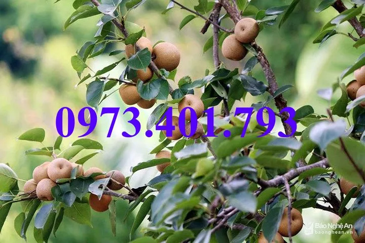 mac cop5_result.webp