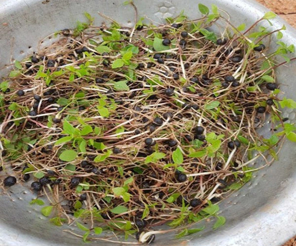 mầm gù hương.webp