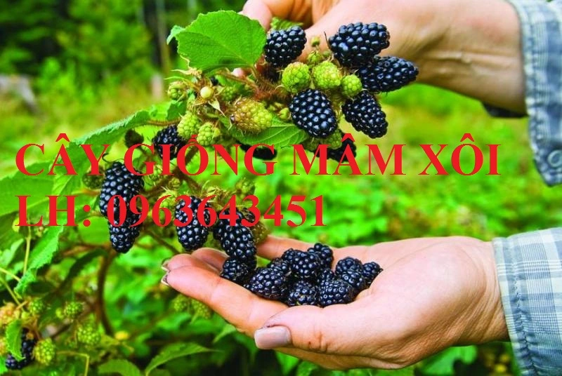 mam-xoi-den-blackberries9-1.webp