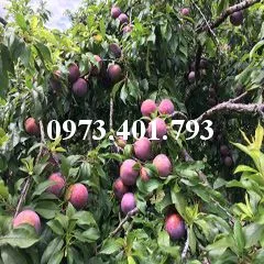 mận hậu 3_result.webp