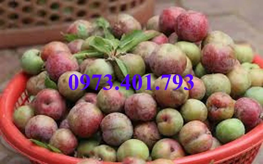 mận hậu1_result.webp