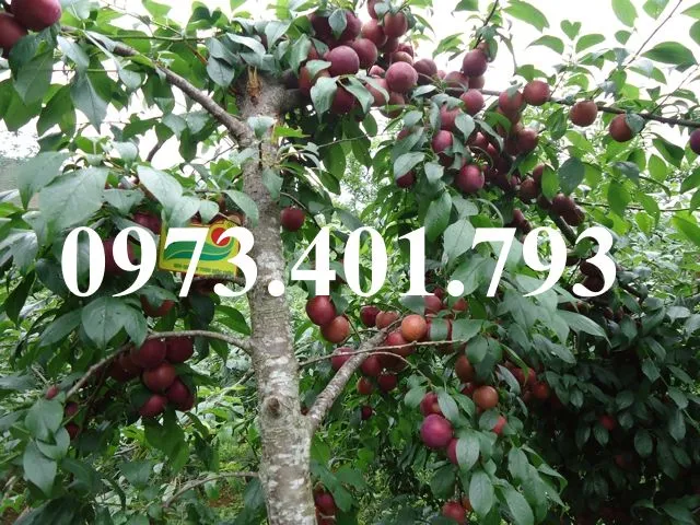 mận hậu1_result.webp