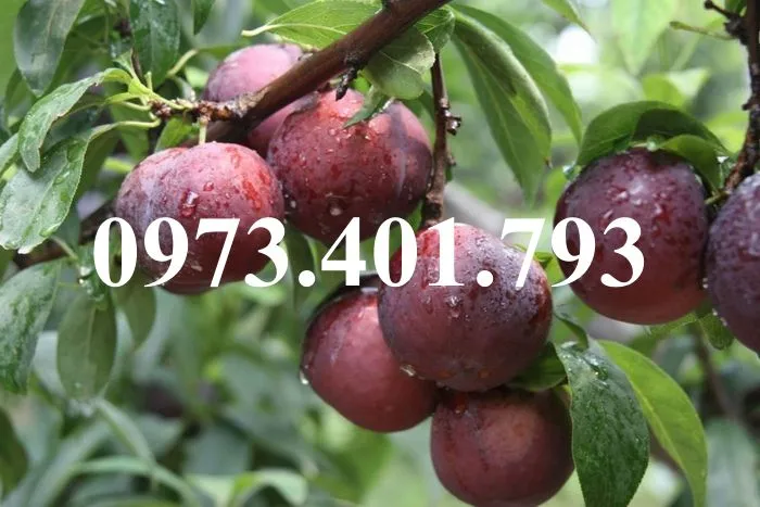 mận hậu22_result.webp