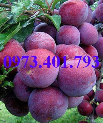 mận hậu2_result.webp