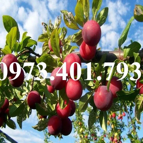 Mận Hậu2_result.webp