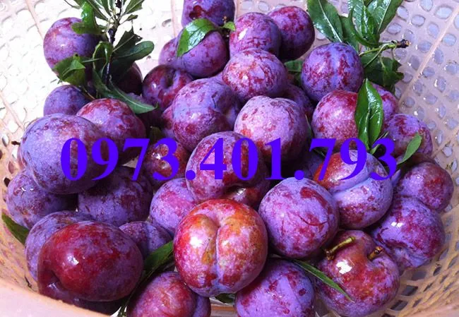 mận hậu3_result.webp