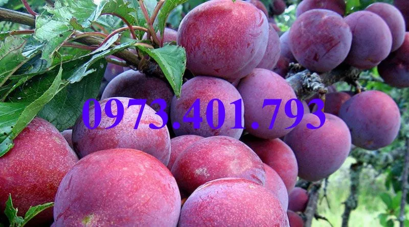 mận hậu4_result.webp