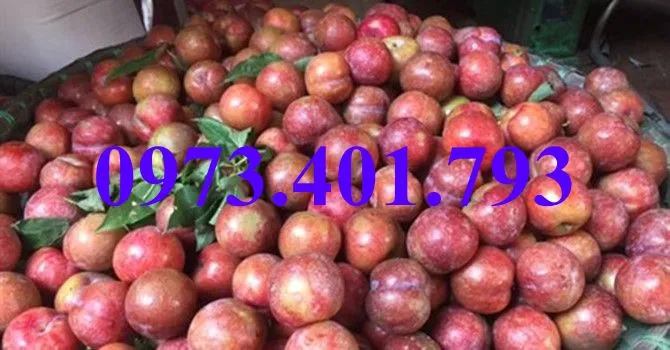 mận hậu5_result.webp