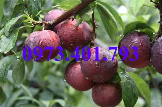 mận hậu6_result.webp