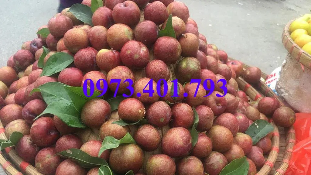 mận hậu_result.webp