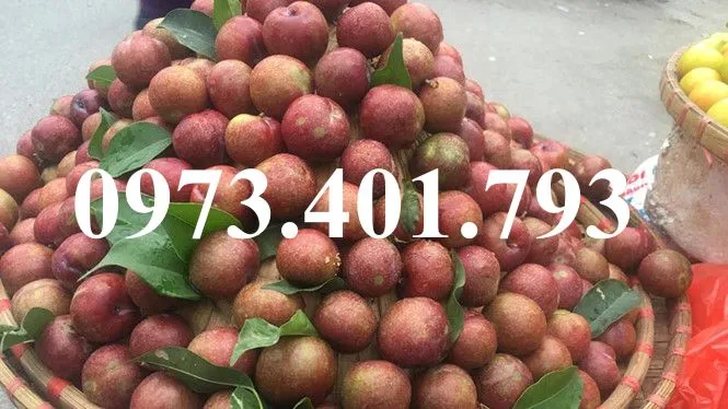 mận hậu_result.webp