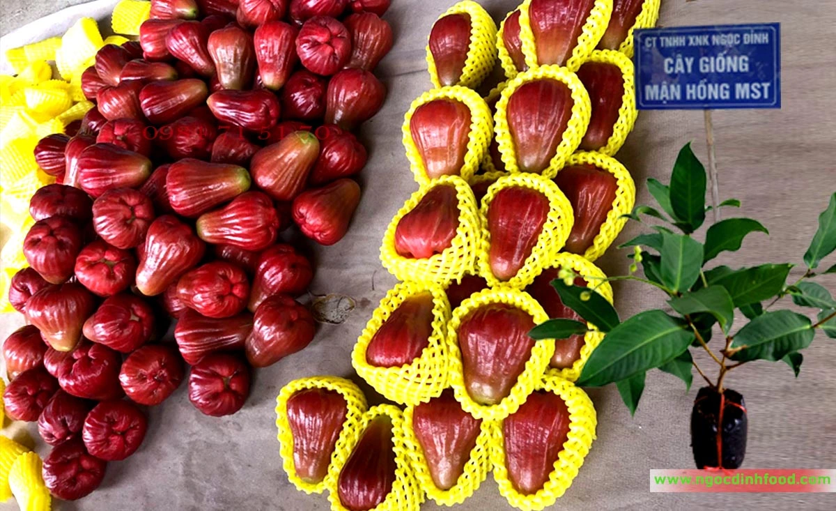 MẬN HỒNG MST 1.webp