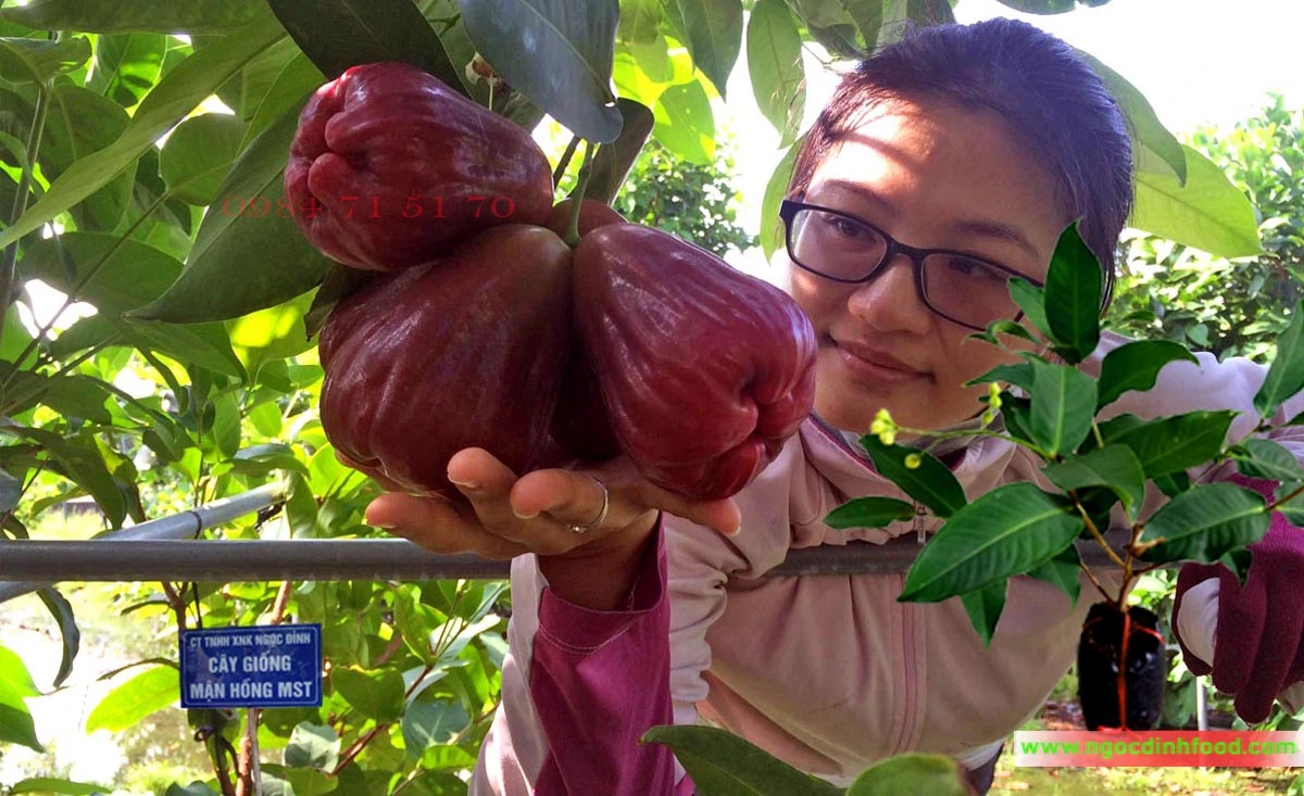 MẬN HỒNG MST 10.webp