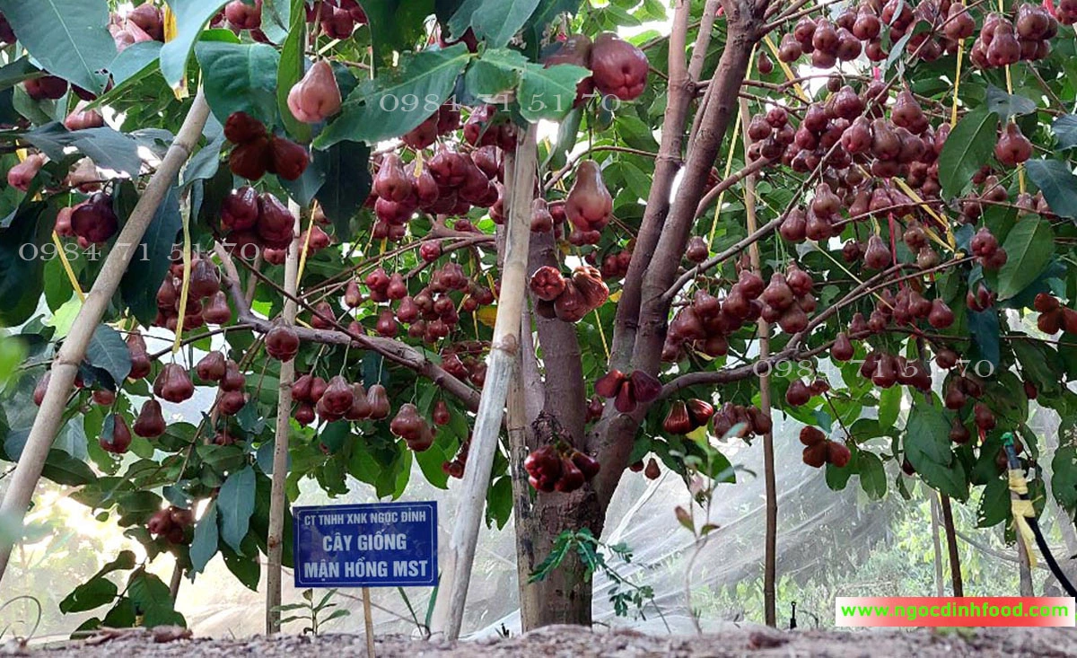 MẬN HỒNG MST 2.webp