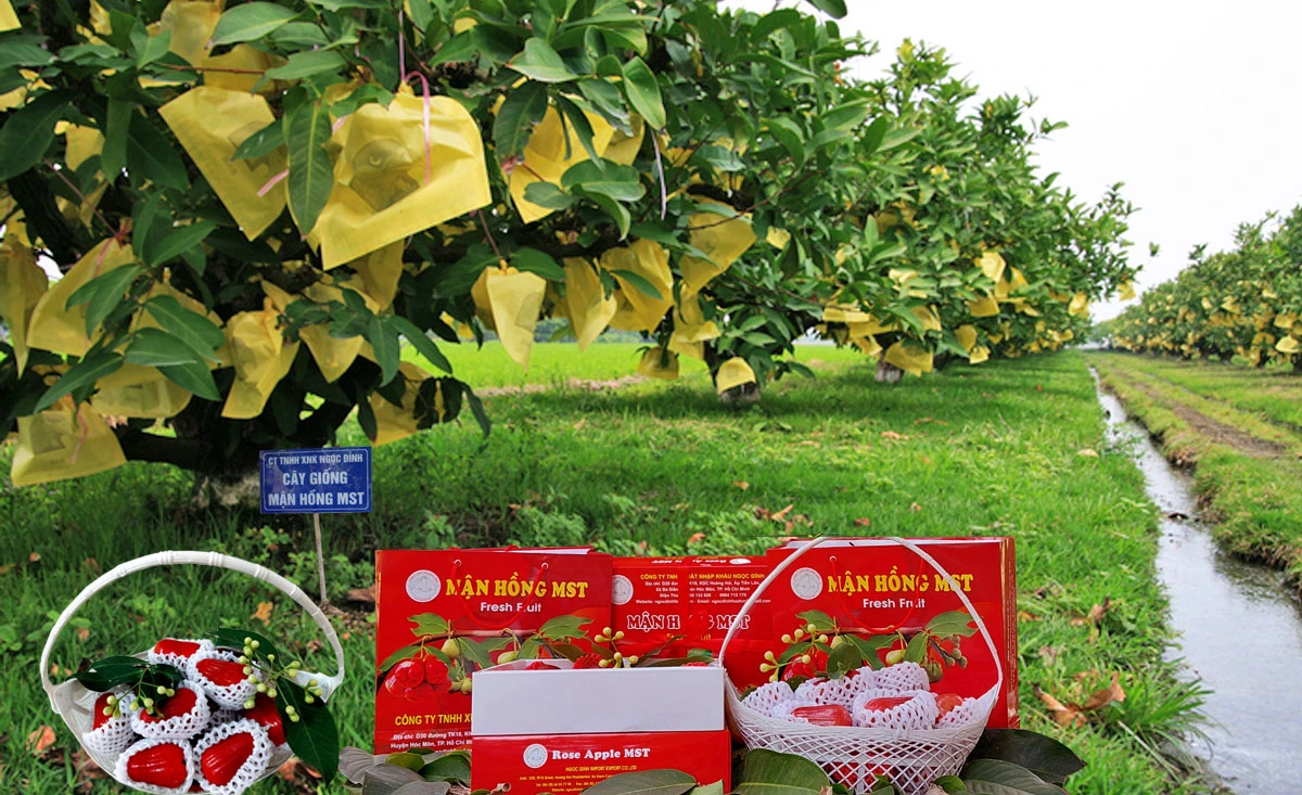 MẬN HỒNG MST 3.webp