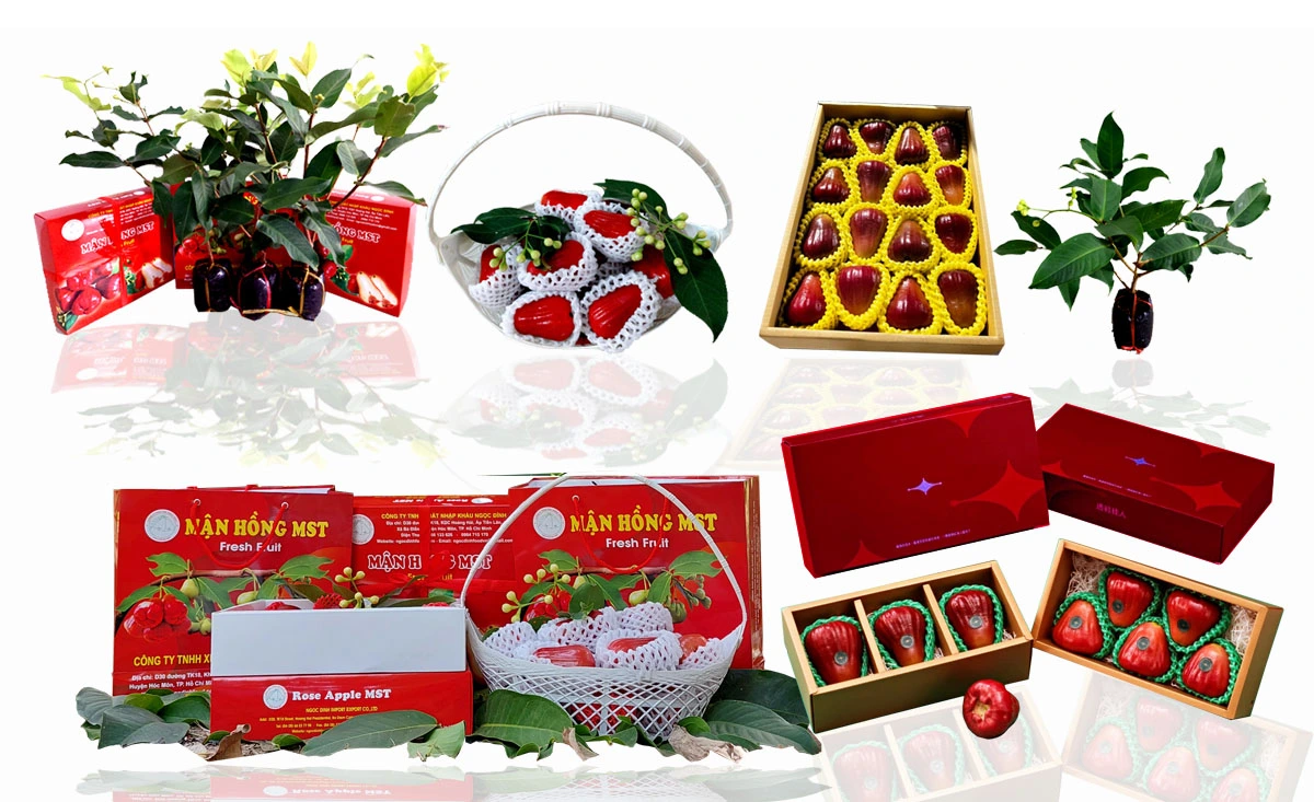 MẬN HỒNG MST 4.webp