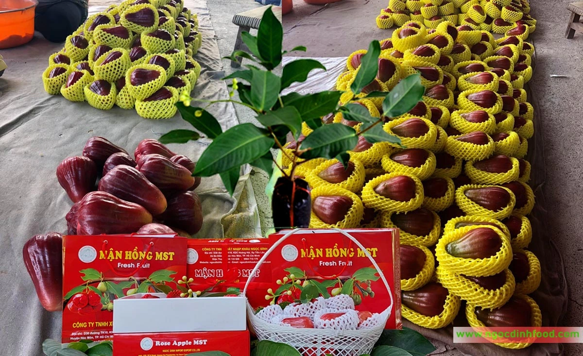 MẬN HỒNG MST 5.webp