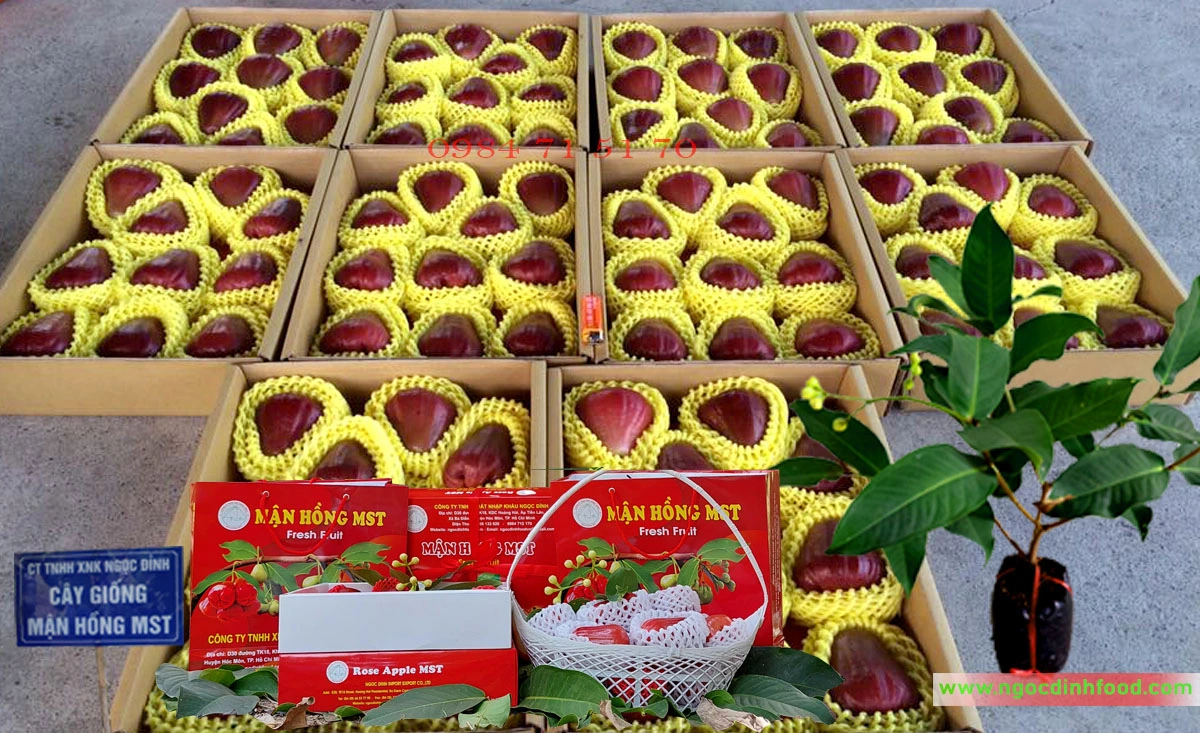 MẬN HỒNG MST 6.webp