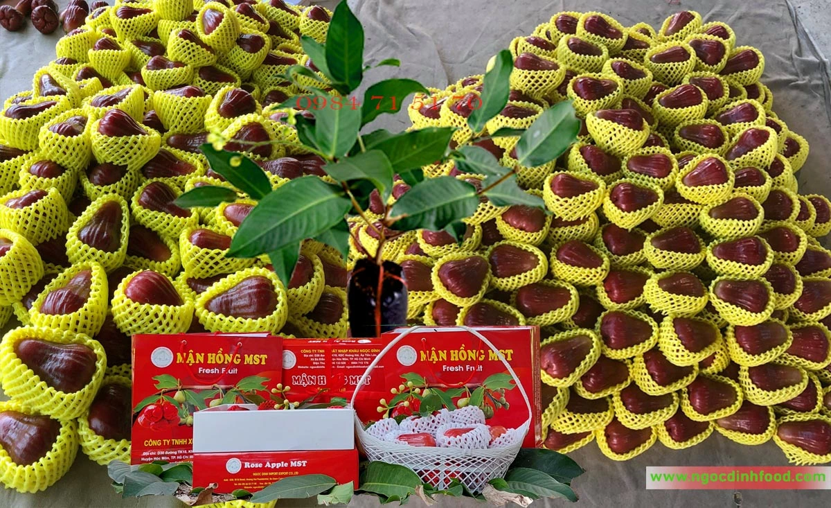 MẬN HỒNG MST 7.webp