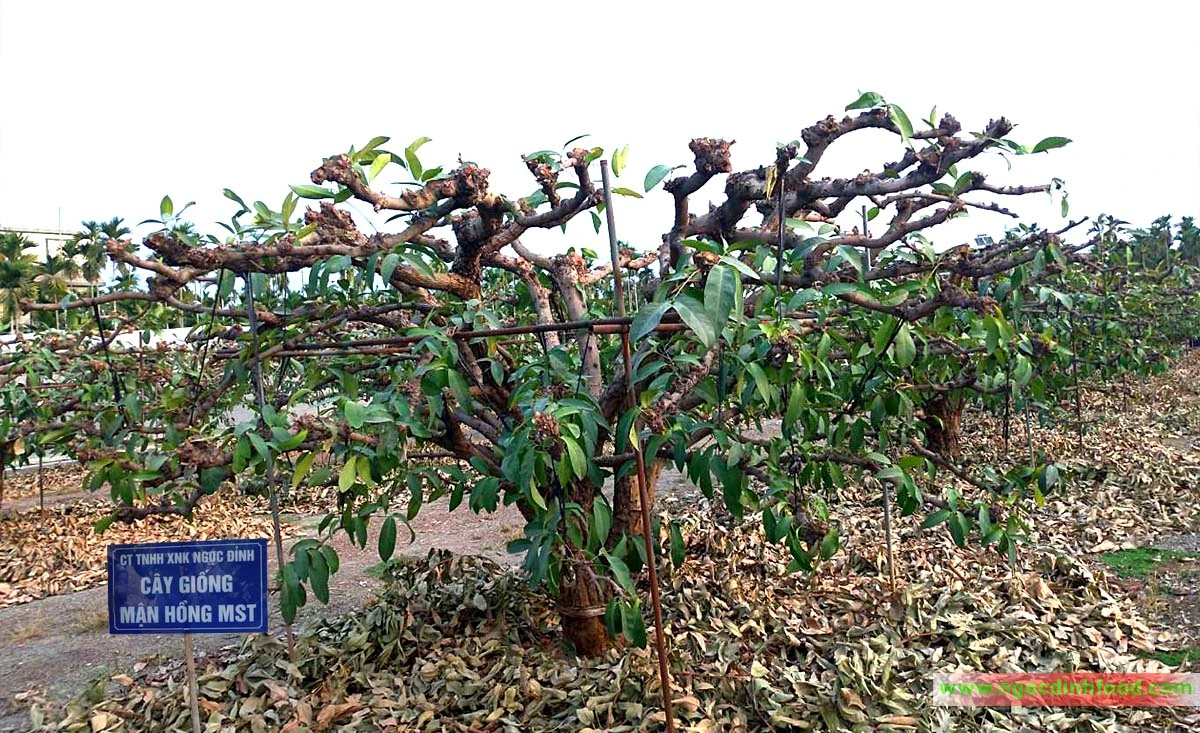 MẬN HỒNG MST 8.webp