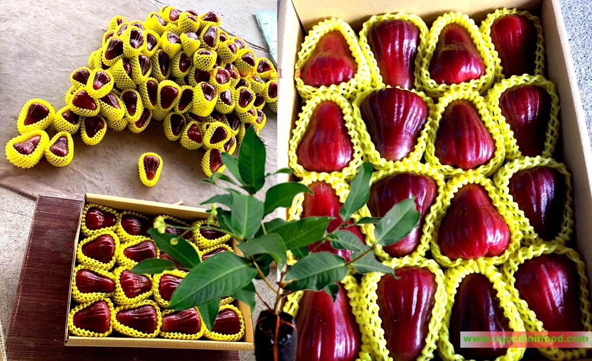 MẬN HỒNG MST 9.webp