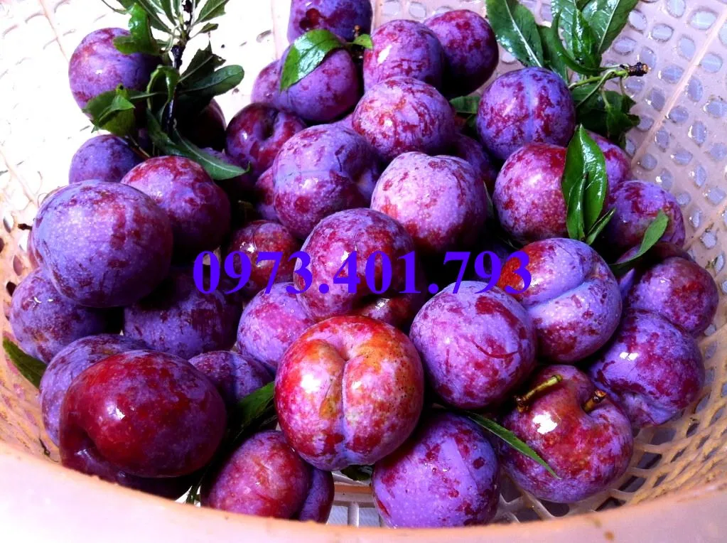 mận tam hoa1_result.webp